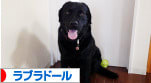 にほんブログ村 犬ブログ ラブラドールへ